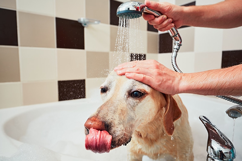 Dog Grooming Bath