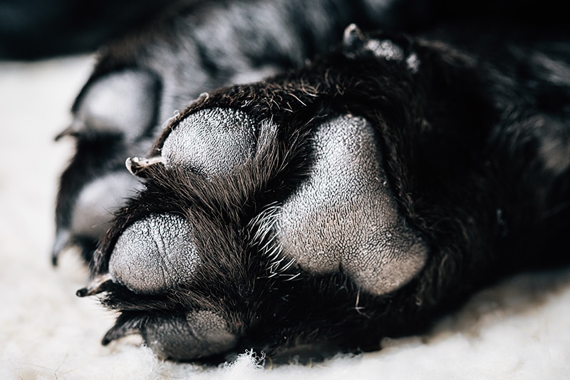 dog nail trimming